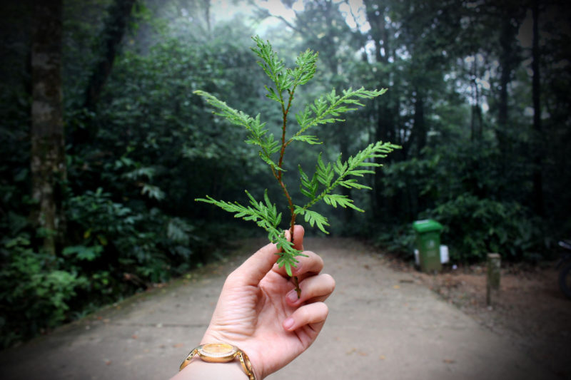 Icono Medio Ambiente